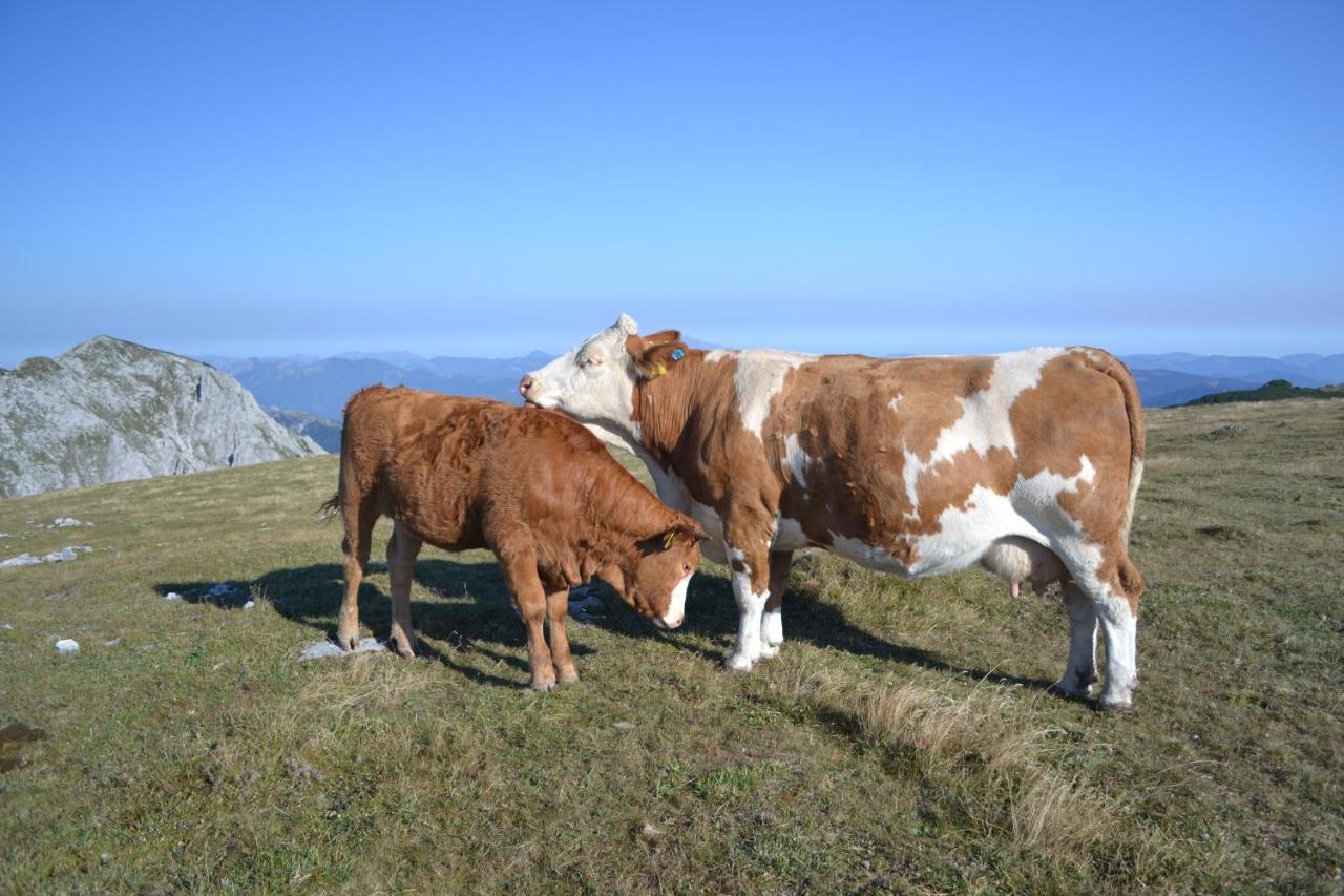 Gasthof Oberer Gesslbauer Stanz Im Murztal Esterno foto